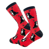 RED BERNESE MOUNTAIN DOG CREW